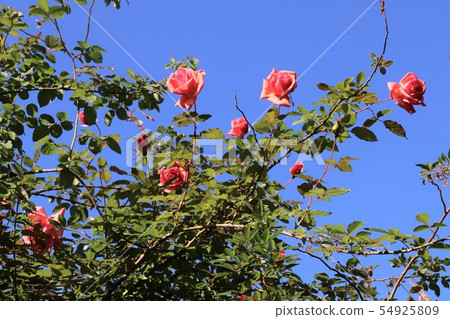 Rose vine Mrs. Sam McGredy Mrs. Sam McGredy 54925809