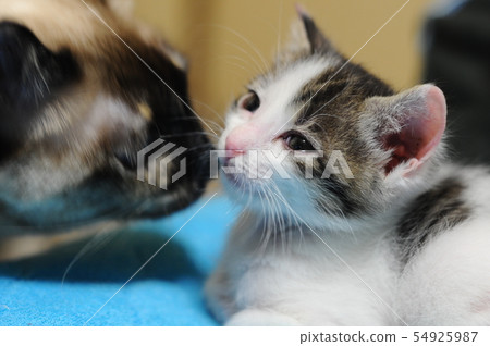 Cat kiss Cat kiss 54925987