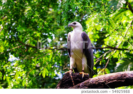 White-bellied sea-eagle. White-bellied sea-eagle. 54925988