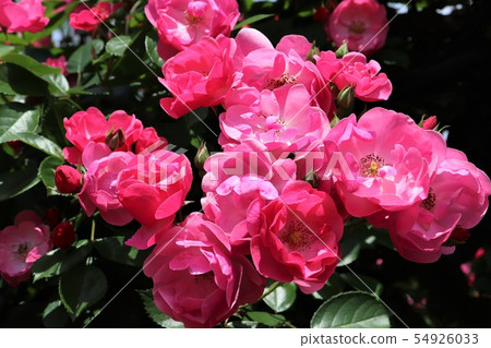 玫瑰安吉拉 玫瑰安吉拉 54926033