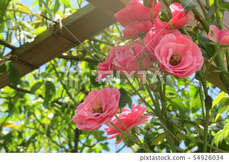 玫瑰安吉拉 玫瑰安吉拉 54926034