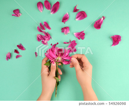two hands of a young girl with smooth skin and red two hands of a young girl with smooth skin and red 54926098