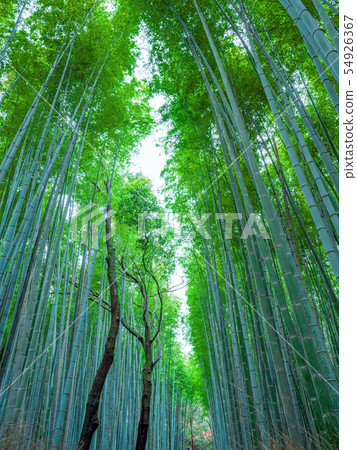 Sagano,京都的竹林 Sagano,京都的竹林 54926367