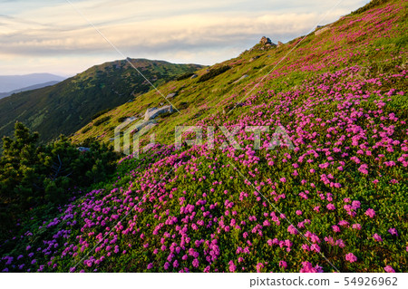 Pink rose rhododendron flowers on morning summer 54926962
