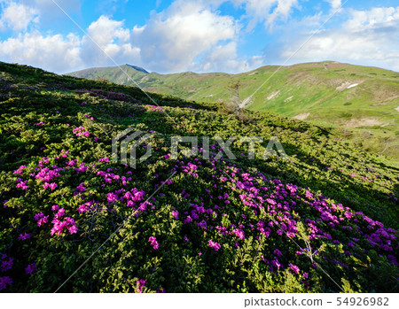 Pink rose rhododendron flowers on summer mountain 54926982