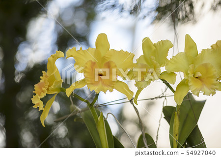 Close-up yellow orchid in the gaden Close-up yellow orchid in the gaden 54927040