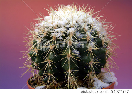 Rare scene of cacti with snow tops Rare scene of cacti with snow tops 54927557
