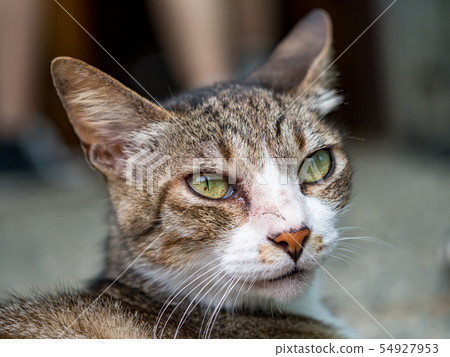 wild cat, closeup portrait photography 54927953
