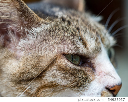 wild cat, closeup portrait photography wild cat, closeup portrait photography 54927957