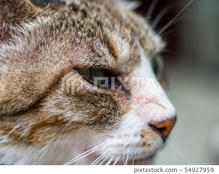 wild cat, closeup portrait photography wild cat, closeup portrait photography 54927959