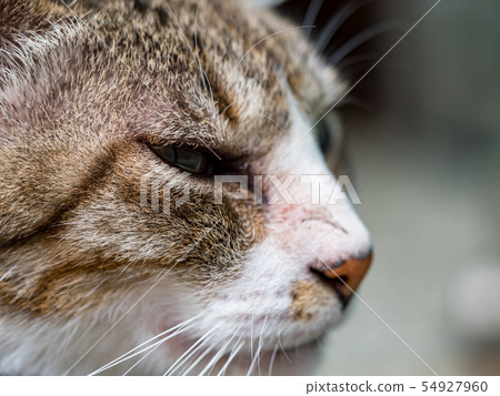 wild cat, closeup portrait photography wild cat, closeup portrait photography 54927960