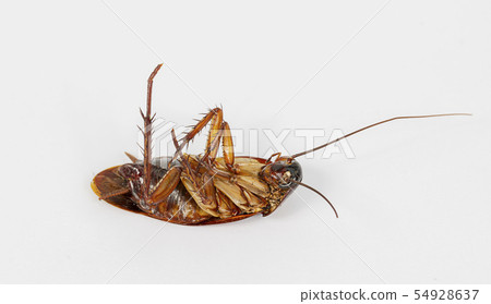 cockroach death on white background. 54928637