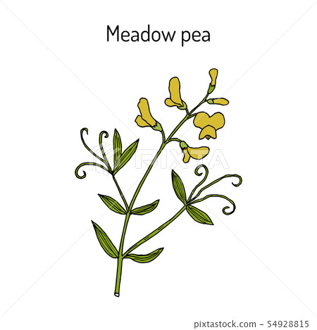 Meadow vetchling or pea Lathyrus pratensis , medicinal plant 54928815