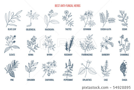 Best anti-fungal herbs set 54928895