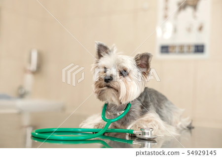 Dog breed Yorkshire terrier lies next to a Dog breed Yorkshire terrier lies next to a 54929145