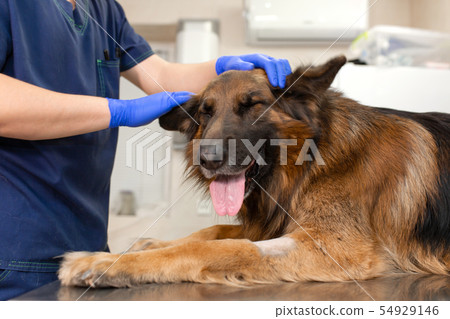 young vet at the clinic with a dog German shepherd 54929146