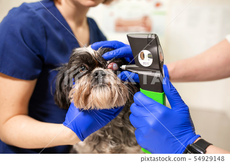 Veterinary, ophthalmologists examine the injured 54929148