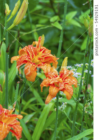 開花在雨季的黃花菜花 開花在雨季的黃花菜花 54929191
