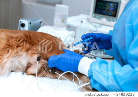 A veterinarian is administering an anesthetized 54929222