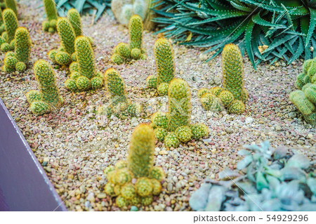 Cactus inhabiting a southern country 54929296