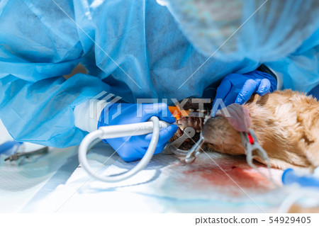 A vet surgeon brushes his dog's teeth under 54929405