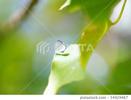 Butterflies on Ishigaki Island Butterflies on Ishigaki Island 54929467