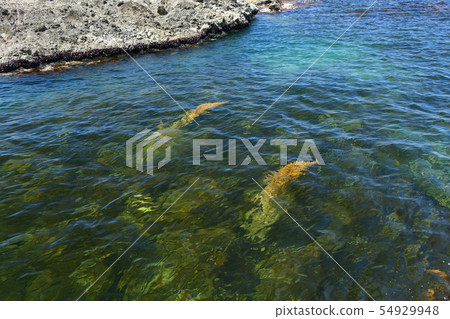 在北海道大成區的Nagare海灘拍攝藍色海洋和珊瑚礁的夏日風景 54929948