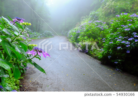 Hydrangea Kodama Ajisai no Koji Hydrangea Kodama Ajisai no Koji 54930166