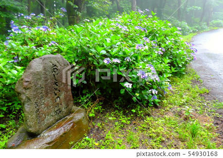 Hydrangea Kodama Ajisai no Koji 54930168