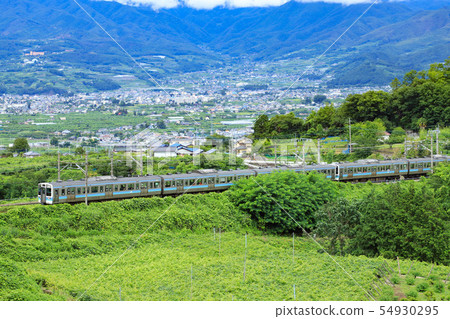 211 series Katsunuma grapes vineyard 54930295