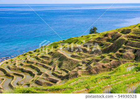 完成水稻種植的白米senmaida(石川縣) 完成水稻種植的白米senmaida(石川縣) 54930328