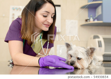 Beautiful brunette doctor vet examines a small Beautiful brunette doctor vet examines a small 54930654