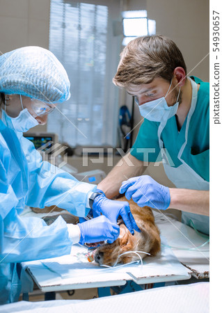 Veterinary dentistry. Dentist surgeon veterinarian 54930657