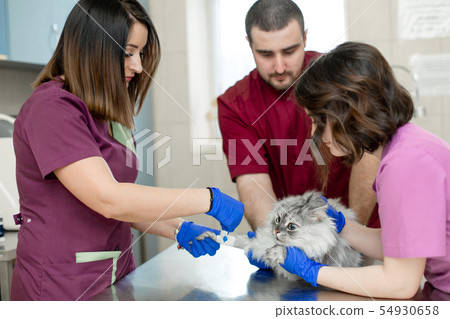 A young female anesthetist, a veterinarian, A young female anesthetist, a veterinarian, 54930658