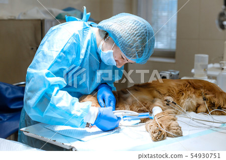 A vet surgeon brushes his dog's teeth under 54930751