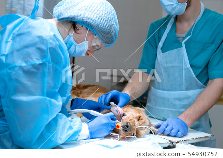 Veterinary dentistry. Dentist surgeon veterinarian 54930752