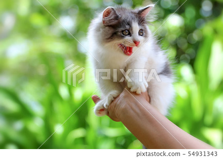 Beautiful kitten on the palm ,Woman is stroking a Beautiful kitten on the palm ,Woman is stroking a 54931343