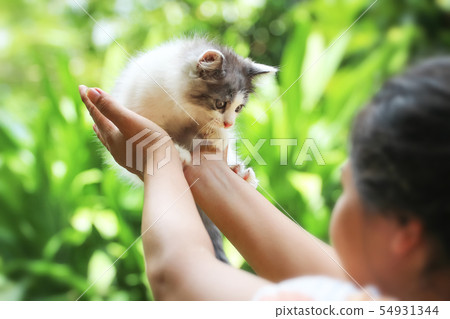 Beautiful kitten on the palm ,Woman is stroking a Beautiful kitten on the palm ,Woman is stroking a 54931344