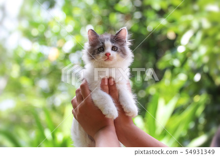 Beautiful kitten on the palm ,Woman is stroking a Beautiful kitten on the palm ,Woman is stroking a 54931349