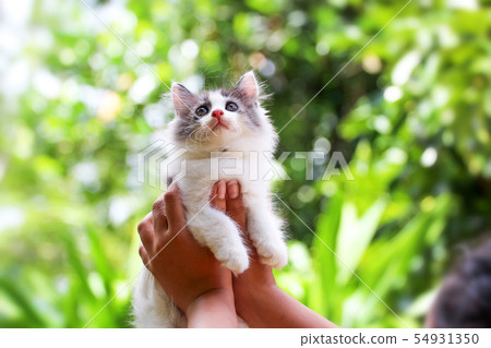 Beautiful kitten on the palm ,Woman is stroking a Beautiful kitten on the palm ,Woman is stroking a 54931350