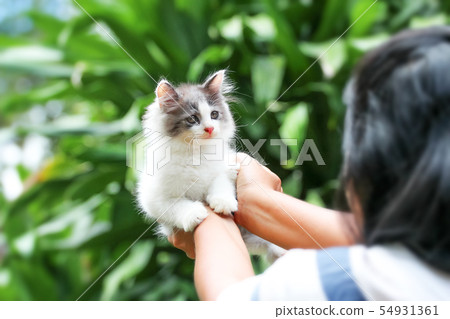 Beautiful kitten on the palm ,Woman is stroking a Beautiful kitten on the palm ,Woman is stroking a 54931361