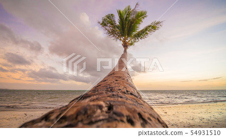 Lonely palm hanging on the beach during sunrise on Boracay. White beach at Boracay island 54931510