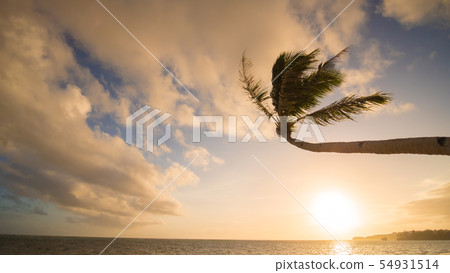 Lonely palm hanging on the beach during sunrise on Boracay. White beach at Boracay island 54931514