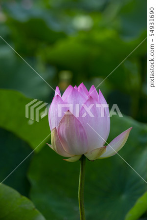 蓮花 蓮花 54931690