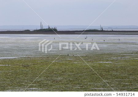 北海道Betsukai Notsuke半島Todwara 54931714