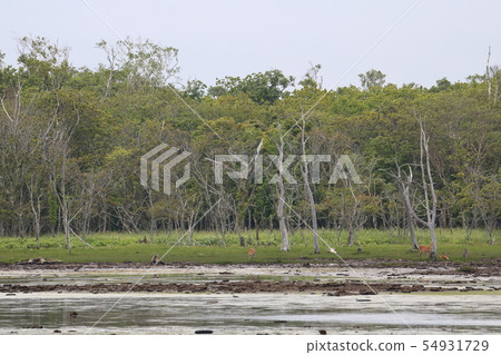 北海道Betsukai Nota半島Narawara 54931729