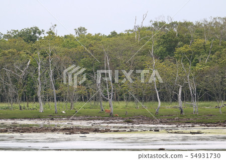 北海道Betsukai Nota半島Narawara 北海道Betsukai Nota半島Narawara 54931730