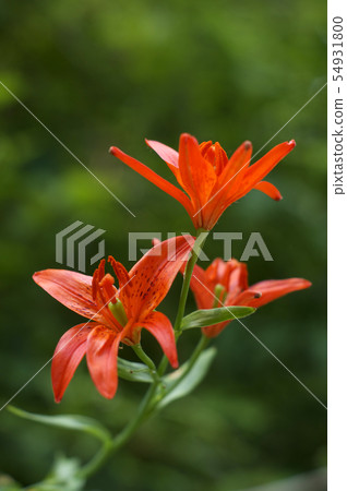 Forest lily 54931800