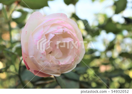 Rose Strawberry Macaroon Strawberry macaron 54932052