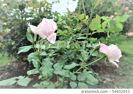 Rose Strawberry Macaroon Strawberry macaron 54932053